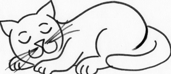 dessin de chat